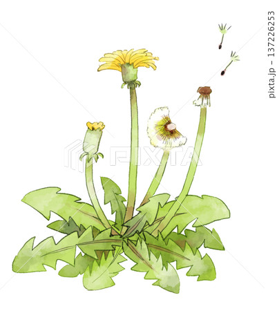 たんぽぽのイラスト　手描き　水彩風 137226253