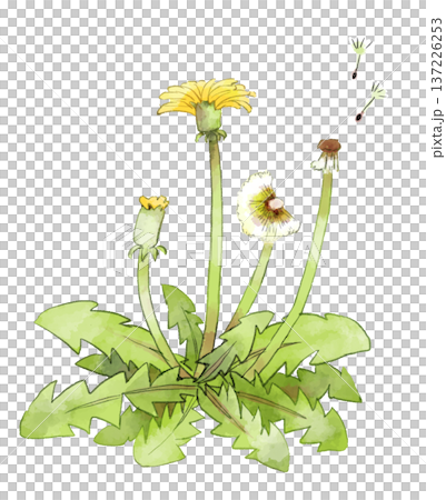 たんぽぽのイラスト　手描き　水彩風 137226253