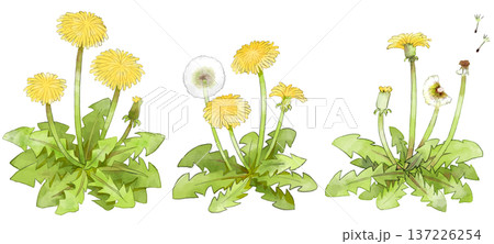 たんぽぽのイラスト　手描き　水彩風 137226254