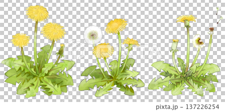 たんぽぽのイラスト　手描き　水彩風 137226254