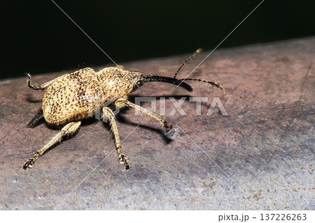 シギゾウムシの一種 シギゾウムシの一種 137226263