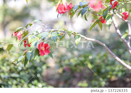 ヤブツバキ 赤色 花 早春 冬 3月 素材 【神奈川県】 137226335