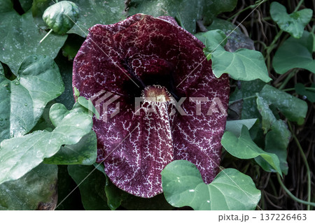 アリストロキア・ギガンテア, 萼, がく, ウマノスズクサ科, 縞模様, 昆虫補食, 花は独特の香り 137226463