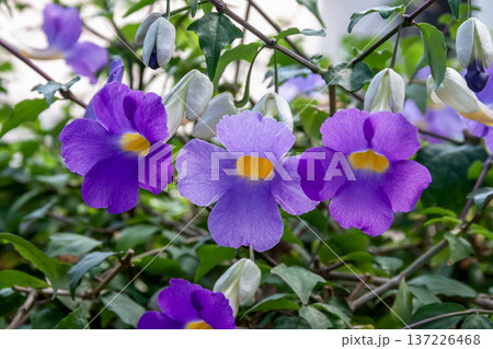 紫色のツンベルギア エレクタ【キツネノマゴ科】 137226468