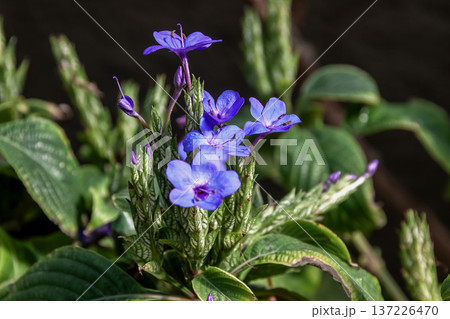 キツネノマゴ科紫色が綺麗なルリハナガサ【瑠璃花笠】 137226470