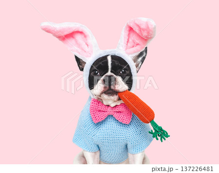 Cute dog with pink bunny ears 137226481