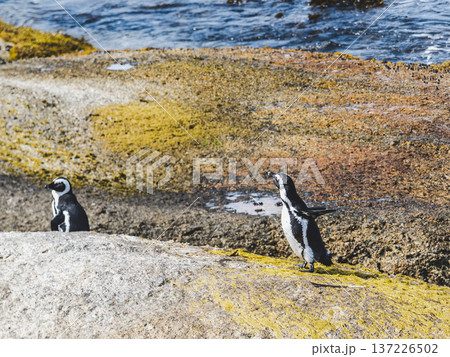 African penguins stand on sunlit granite rocks 137226502