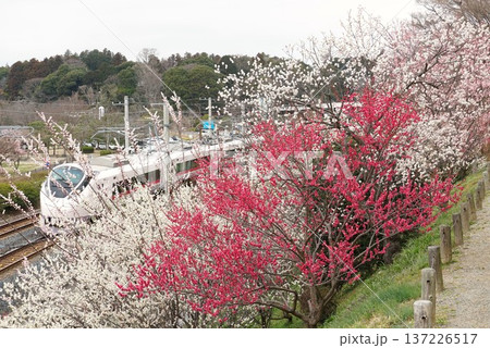 水戸偕楽園梅まつり 紅梅の花が咲く早春の風景 水戸偕楽園梅まつり 紅梅の花が咲く早春の風景 137226517