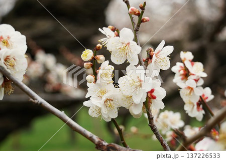 水戸偕楽園梅まつり 白梅の花が咲く早春の風景 水戸偕楽園梅まつり 白梅の花が咲く早春の風景 137226533