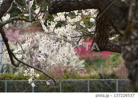 水戸偕楽園梅まつり 白梅の花が咲く早春の風景 水戸偕楽園梅まつり 白梅の花が咲く早春の風景 137226537
