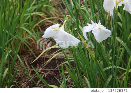 花菖蒲 有馬川 2 花菖蒲 有馬川 2 137226571