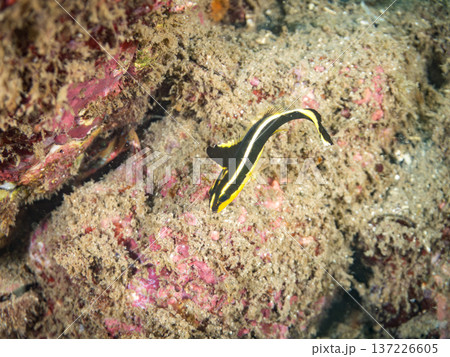 コロダイ幼魚。くねくね泳ぐ。ヒリゾ浜南伊豆町中木 静岡県伊豆半島-2025 日本有数のシュノーケリン 137226605