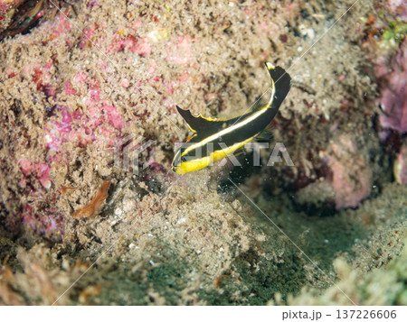 コロダイ幼魚。くねくね泳ぐ。ヒリゾ浜南伊豆町中木 静岡県伊豆半島-2025 日本有数のシュノーケリン コロダイ幼魚。くねくね泳ぐ。ヒリゾ浜南伊豆町中木 静岡県伊豆半島-2025 日本有数のシュノーケリン 137226606