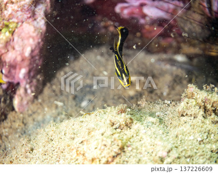 コロダイ幼魚。くねくね泳ぐ。ヒリゾ浜南伊豆町中木 静岡県伊豆半島-2025 日本有数のシュノーケリン 137226609