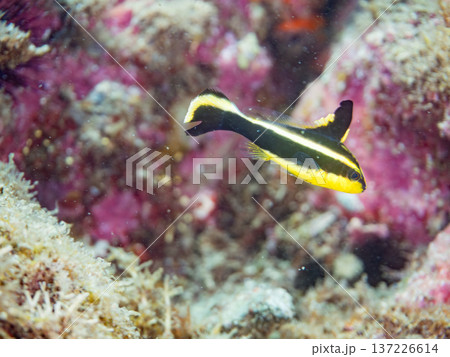 コロダイ幼魚。くねくね泳ぐ。ヒリゾ浜南伊豆町中木 静岡県伊豆半島-2025 日本有数のシュノーケリン 137226614