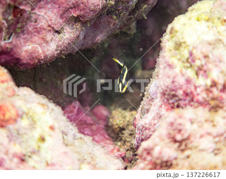 コロダイ幼魚。くねくね泳ぐ。ヒリゾ浜南伊豆町中木 静岡県伊豆半島-2025 日本有数のシュノーケリン 137226617