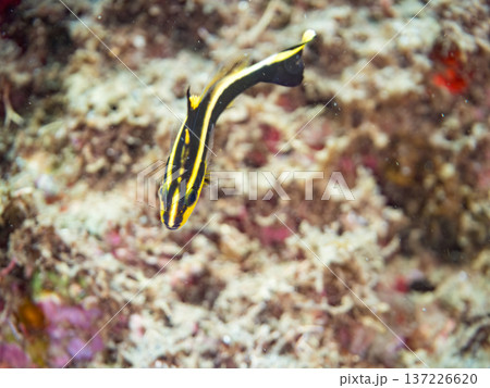 コロダイ幼魚。くねくね泳ぐ。ヒリゾ浜南伊豆町中木 静岡県伊豆半島-2025 日本有数のシュノーケリン コロダイ幼魚。くねくね泳ぐ。ヒリゾ浜南伊豆町中木 静岡県伊豆半島-2025 日本有数のシュノーケリン 137226620