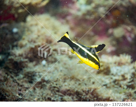 コロダイ幼魚。くねくね泳ぐ。ヒリゾ浜南伊豆町中木 静岡県伊豆半島-2025 日本有数のシュノーケリン 137226621