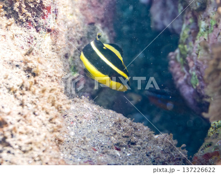 コロダイ幼魚。くねくね泳ぐ。ヒリゾ浜南伊豆町中木 静岡県伊豆半島-2025 日本有数のシュノーケリン 137226622