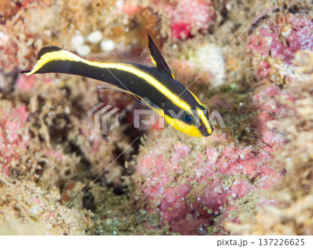コロダイ幼魚。くねくね泳ぐ。ヒリゾ浜南伊豆町中木 静岡県伊豆半島-2025 日本有数のシュノーケリン 137226625