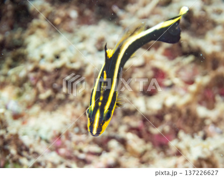 コロダイ幼魚。くねくね泳ぐ。ヒリゾ浜南伊豆町中木 静岡県伊豆半島-2025 日本有数のシュノーケリン コロダイ幼魚。くねくね泳ぐ。ヒリゾ浜南伊豆町中木 静岡県伊豆半島-2025 日本有数のシュノーケリン 137226627