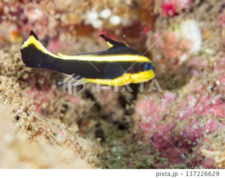 コロダイ幼魚。くねくね泳ぐ。ヒリゾ浜南伊豆町中木 静岡県伊豆半島-2025 日本有数のシュノーケリン コロダイ幼魚。くねくね泳ぐ。ヒリゾ浜南伊豆町中木 静岡県伊豆半島-2025 日本有数のシュノーケリン 137226629