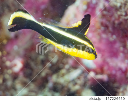 コロダイ幼魚。くねくね泳ぐ。ヒリゾ浜南伊豆町中木 静岡県伊豆半島-2025 日本有数のシュノーケリン コロダイ幼魚。くねくね泳ぐ。ヒリゾ浜南伊豆町中木 静岡県伊豆半島-2025 日本有数のシュノーケリン 137226630