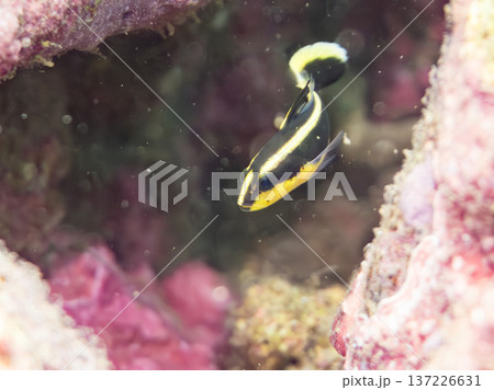コロダイ幼魚。くねくね泳ぐ。ヒリゾ浜南伊豆町中木 静岡県伊豆半島-2025 日本有数のシュノーケリン コロダイ幼魚。くねくね泳ぐ。ヒリゾ浜南伊豆町中木 静岡県伊豆半島-2025 日本有数のシュノーケリン 137226631