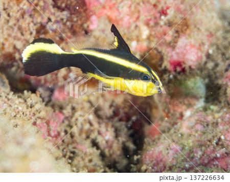 コロダイ幼魚。くねくね泳ぐ。ヒリゾ浜南伊豆町中木 静岡県伊豆半島-2025 日本有数のシュノーケリン 137226634