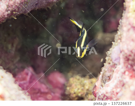 コロダイ幼魚。くねくね泳ぐ。ヒリゾ浜南伊豆町中木 静岡県伊豆半島-2025 日本有数のシュノーケリン 137226637