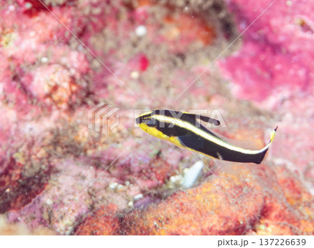 コロダイ幼魚。くねくね泳ぐ。ヒリゾ浜南伊豆町中木 静岡県伊豆半島-2025 日本有数のシュノーケリン 137226639