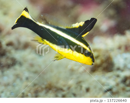 コロダイ幼魚。くねくね泳ぐ。ヒリゾ浜南伊豆町中木 静岡県伊豆半島-2025 日本有数のシュノーケリン コロダイ幼魚。くねくね泳ぐ。ヒリゾ浜南伊豆町中木 静岡県伊豆半島-2025 日本有数のシュノーケリン 137226640