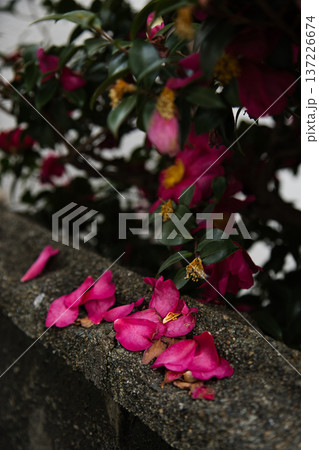 山茶花 山茶花 137226674