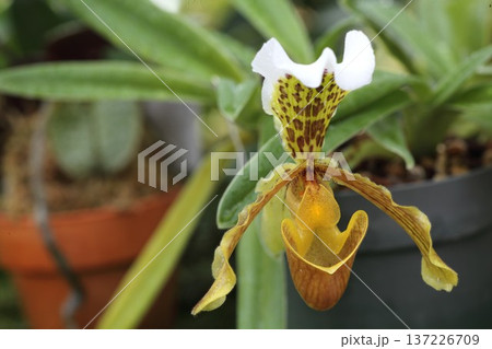 原種ラン パフィオペディルム・インシグネ（Paphiopedilum insig）袋状の花 137226709