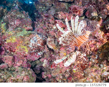 美しいハナミノカサゴ。ヒリゾ浜南伊豆町中木 静岡県伊豆半島-2025 日本有数のシュノーケリングスポ 美しいハナミノカサゴ。ヒリゾ浜南伊豆町中木 静岡県伊豆半島-2025 日本有数のシュノーケリングスポ 137226779