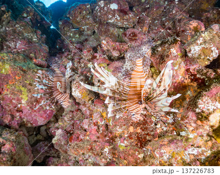 美しいハナミノカサゴ。ヒリゾ浜南伊豆町中木 静岡県伊豆半島-2025 日本有数のシュノーケリングスポ 137226783