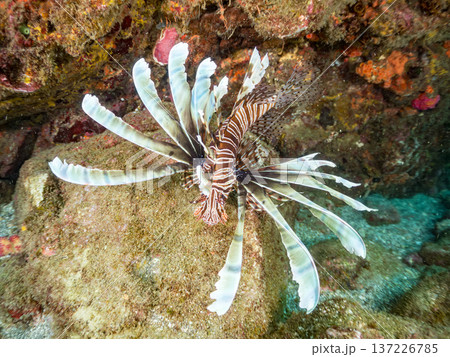 美しいハナミノカサゴ。ヒリゾ浜南伊豆町中木 静岡県伊豆半島-2025 日本有数のシュノーケリングスポ 137226785