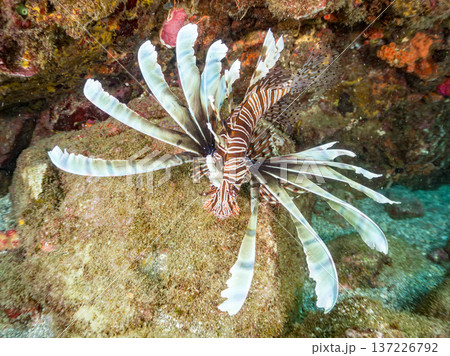 美しいハナミノカサゴ。ヒリゾ浜南伊豆町中木 静岡県伊豆半島-2025 日本有数のシュノーケリングスポ 137226792