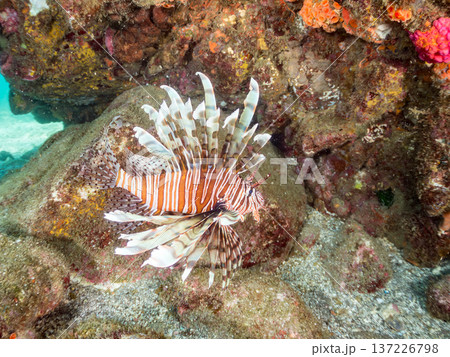 美しいハナミノカサゴ。ヒリゾ浜南伊豆町中木 静岡県伊豆半島-2025 日本有数のシュノーケリングスポ 137226798