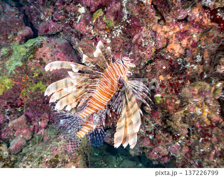 美しいハナミノカサゴ。ヒリゾ浜南伊豆町中木 静岡県伊豆半島-2025 日本有数のシュノーケリングスポ 137226799