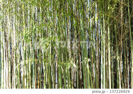 竹林の風景 竹藪 春 初夏 素材 竹林の風景 竹藪 春 初夏 素材 137226929