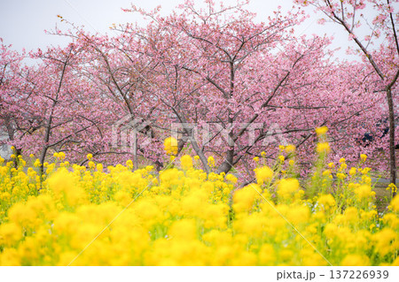 松阪 河津桜 松阪 河津桜 137226939