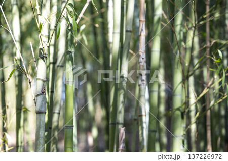 竹林の風景 竹藪 春 初夏 素材 137226972