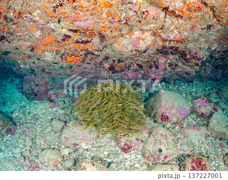 ゴンズイ玉。ゴンズイ幼魚他。ヒリゾ浜南伊豆町中木 静岡県伊豆半島-2025 日本有数のシュノーケリン 137227001