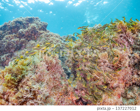 ゴンズイ玉。ゴンズイ幼魚他。ヒリゾ浜南伊豆町中木 静岡県伊豆半島-2025 日本有数のシュノーケリン 137227012
