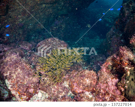 ゴンズイ玉。ゴンズイ幼魚他。ヒリゾ浜南伊豆町中木 静岡県伊豆半島-2025 日本有数のシュノーケリン ゴンズイ玉。ゴンズイ幼魚他。ヒリゾ浜南伊豆町中木 静岡県伊豆半島-2025 日本有数のシュノーケリン 137227014