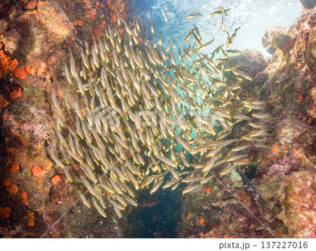 ゴンズイ玉。ゴンズイ幼魚他。ヒリゾ浜南伊豆町中木 静岡県伊豆半島-2025 日本有数のシュノーケリン ゴンズイ玉。ゴンズイ幼魚他。ヒリゾ浜南伊豆町中木 静岡県伊豆半島-2025 日本有数のシュノーケリン 137227016