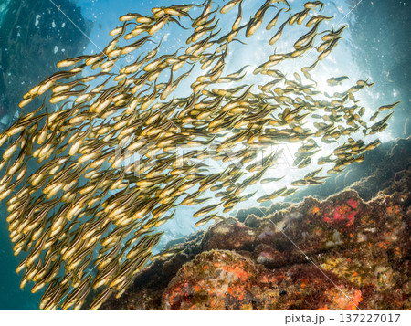 ゴンズイ玉。ゴンズイ幼魚他。ヒリゾ浜南伊豆町中木 静岡県伊豆半島-2025 日本有数のシュノーケリン 137227017