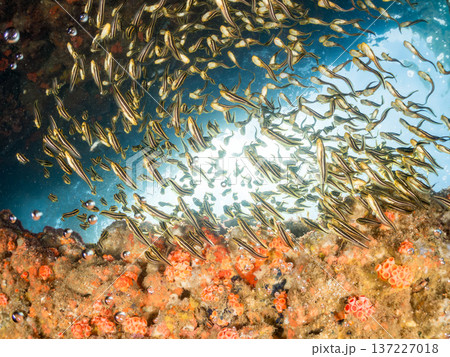 ゴンズイ玉。ゴンズイ幼魚他。ヒリゾ浜南伊豆町中木 静岡県伊豆半島-2025 日本有数のシュノーケリン ゴンズイ玉。ゴンズイ幼魚他。ヒリゾ浜南伊豆町中木 静岡県伊豆半島-2025 日本有数のシュノーケリン 137227018
