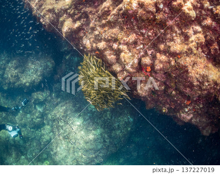 ゴンズイ玉。ゴンズイ幼魚他。ヒリゾ浜南伊豆町中木 静岡県伊豆半島-2025 日本有数のシュノーケリン ゴンズイ玉。ゴンズイ幼魚他。ヒリゾ浜南伊豆町中木 静岡県伊豆半島-2025 日本有数のシュノーケリン 137227019
